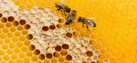 grupocall-apicultura-1